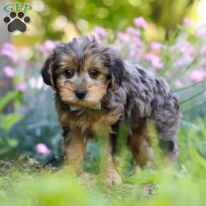 Lincoln, Yorkie Poo Puppy